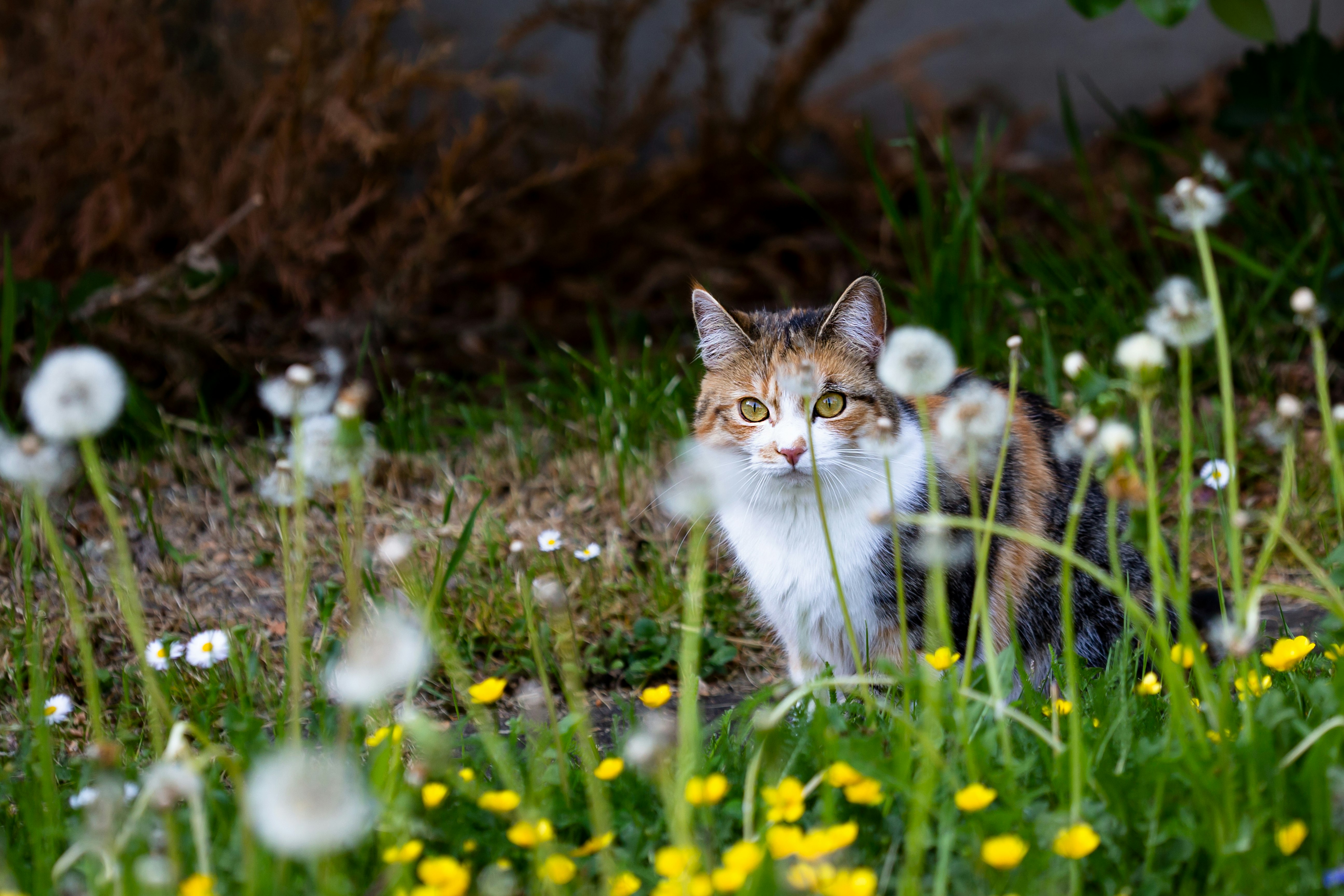 white and brown cat on green grass field